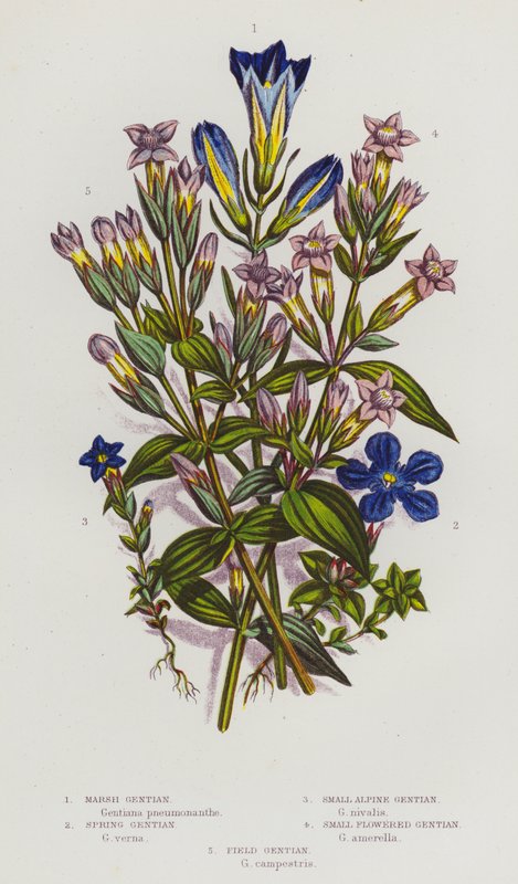 Plantas floridas da Grã-Bretanha: Genciana do Pântano, Genciana da primavera, Genciana Alpina Pequena, Genciana de Flor Pequena, Genciana do Campo (litografia a cores) de English School