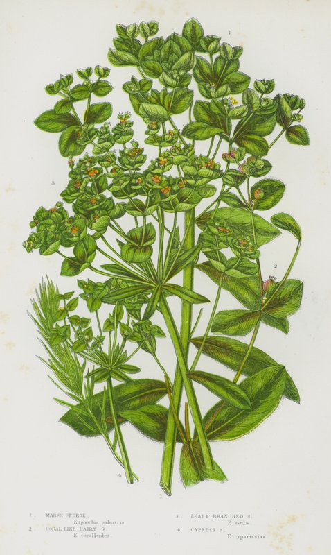 Plantas de floração da Grã-Bretanha: Espinafre de Pântano, Espinafre de Coral como Espinafre Peludo, Espinafre Ramos de Folha, Espinafre de Cipreste (cor litho) de English School