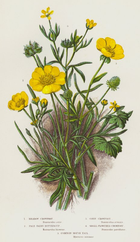 Plantas com flores da Grã-Bretanha: Pés-de-burro dos prados, ranúnculos peludos e pálidos, pés-de-burro do milho, pés-de-burro de flor pequena, rabo-de-rato-comum (litografia a cores) de English School