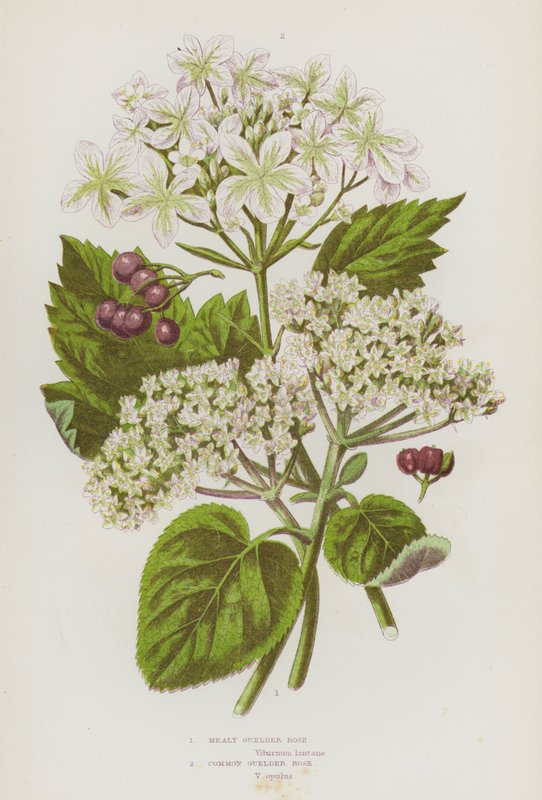 Plantas com flores da Grã-Bretanha: Mealy Guelder Rose, Common Guelder Rose (litografia a cores) de English School