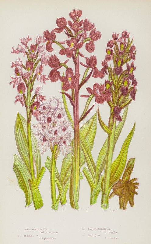Plantas com flores da Grã-Bretanha: Orquídea Militar, Orquídea Macaco, Orquídea de Flor Laxa, Orquídea do Pântano (litografia a cores) de English School