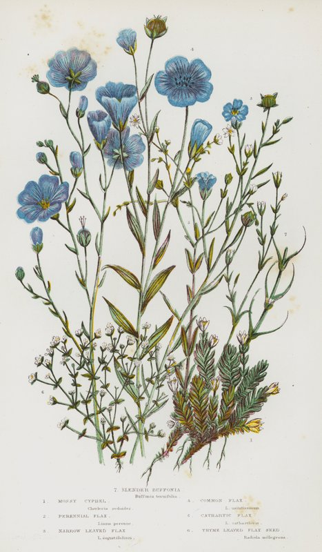 Plantas com flores da Grã-Bretanha: Cifelo musgoso, linho perene, linho de folhas estreitas, linho comum, linho catártico, semente de linho de folhas de tomilho, bufónia delgada (litografia a cores) de English School