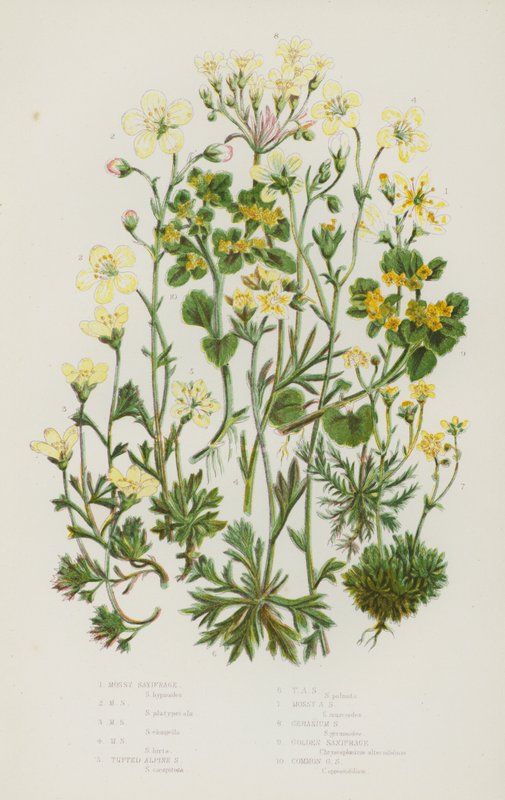 Plantas de floração da Grã-Bretanha: Saxifrágio Mossy, Saxifrágio Mossy, Saxifrágio Mossy, Saxifrágio Mossy, Saxifrágio Tufado Alpino, Saxifrágio Tufado Alpino, Saxifrágio Mossy Alpino, Saxifrágio Gerânio, Saxifrágio Dourado, Saxifrágio Dourado Comum (cor  de English School