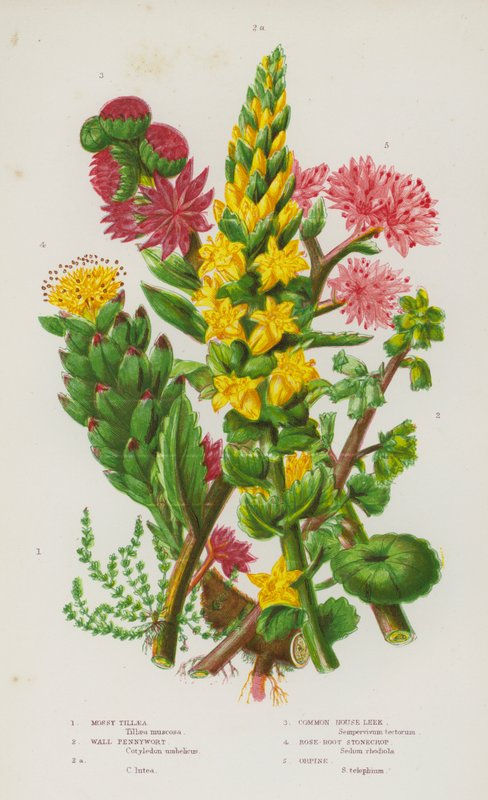 Plantas de floração da Grã-Bretanha: Tillaea Mossy, Wall Pennywort, Wall Pennywort, Common House Leek, Rose-Root Stonecrop, Orpine (cor litho) de English School