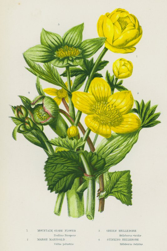 Plantas de floração da Grã-Bretanha: Mountain Globe Flower, Marsh Marigold, Green Hellebore, Stinking Hellebore (cor litho) de English School