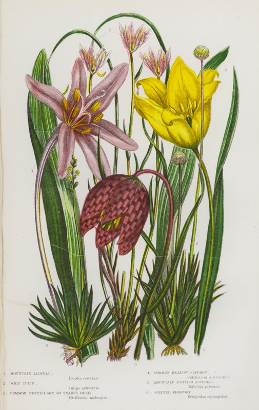Plantas com flor da Grã-Bretanha: Lloydia da Montanha, Tulipa Selvagem, Fritilária Comum ou Cabeça de Serpente, Açafrão Comum dos Prados, Asfódelo Escocês da Montanha, Erva-dos-campos (litografia a cores) de English School