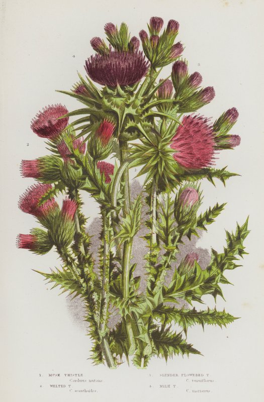 Plantas com flor da Grã-Bretanha: Cardo almiscarado, cardo soldado, cardo de flor delgada, cardo mariano (litografia a cores) de English School