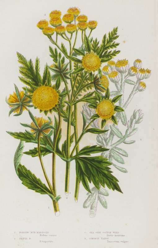 Plantas com flores da Grã-Bretanha: Calêndula, Calêndula trifida, Erva-do-algodoeiro, Tansy comum (litografia a cores) de English School