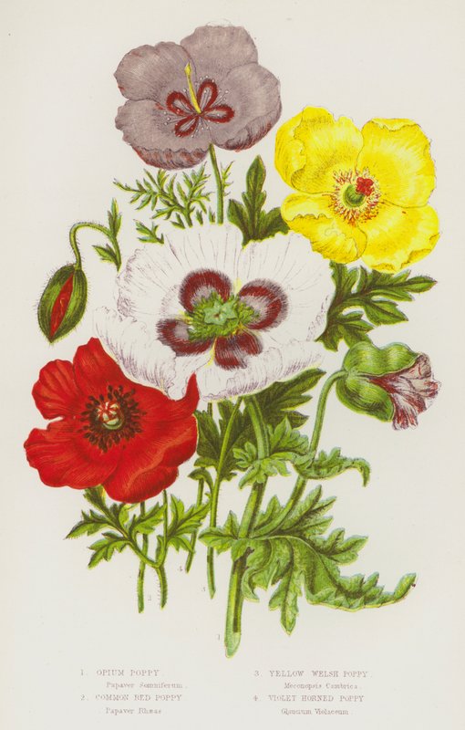 Plantas de floração da Grã-Bretanha: Papoila de ópio, papoila vermelha comum, papoila galesa amarela, papoila com cornos violeta (cor litho) de English School