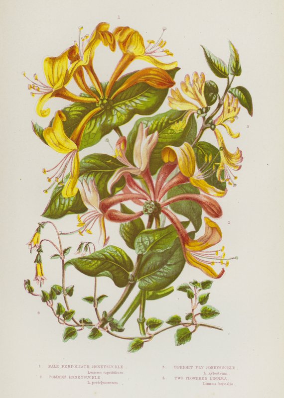 Plantas com flor da Grã-Bretanha: Madressilva Pálida Perfoliada, Madressilva Comum, Madressilva de Mosca Vertical, Linnaea de Duas Flores (litografia a cores) de English School