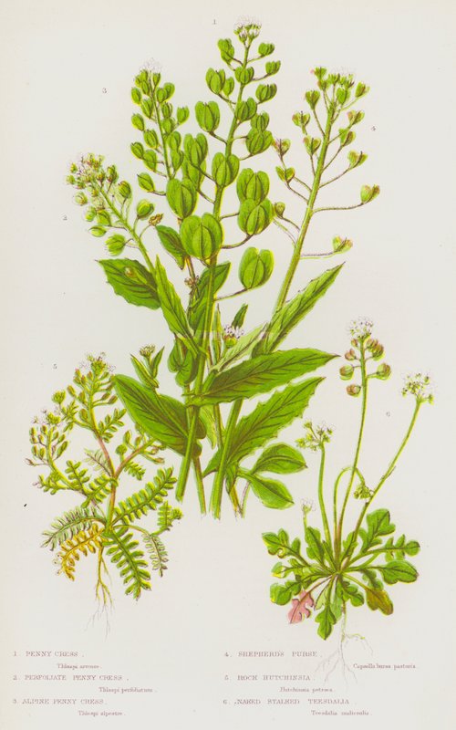 Plantas de floração da Grã-Bretanha: Penny Cress, Perfoliate Penny Cress, Alpine Penny Cress, Shepherd