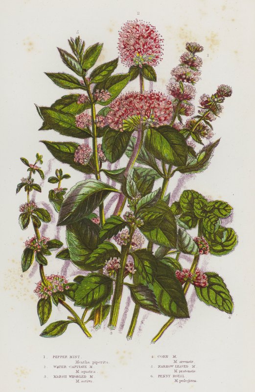 Plantas de floração da Grã-Bretanha: Hortelã-pimenta, Hortelã-da-água, Hortelã-pantanal, Hortelã-pimenta, Hortelã-folha estreita, Penny Royal (cor litho) de English School