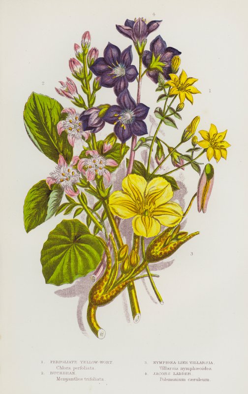 Plantas com flores da Grã-Bretanha: Erva-amarela-perfoliada, feijão-de-corda, Villarsia tipo ninféia, escada de Jacobs (litografia colorida) de English School
