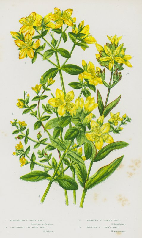 Plantas com flores da Grã-Bretanha: Erva-de-são-joão perfurada, erva-de-são-joão imperfurada, erva-de-são-joão rasteira, erva-de-são-joão da montanha (litografia a cores) de English School