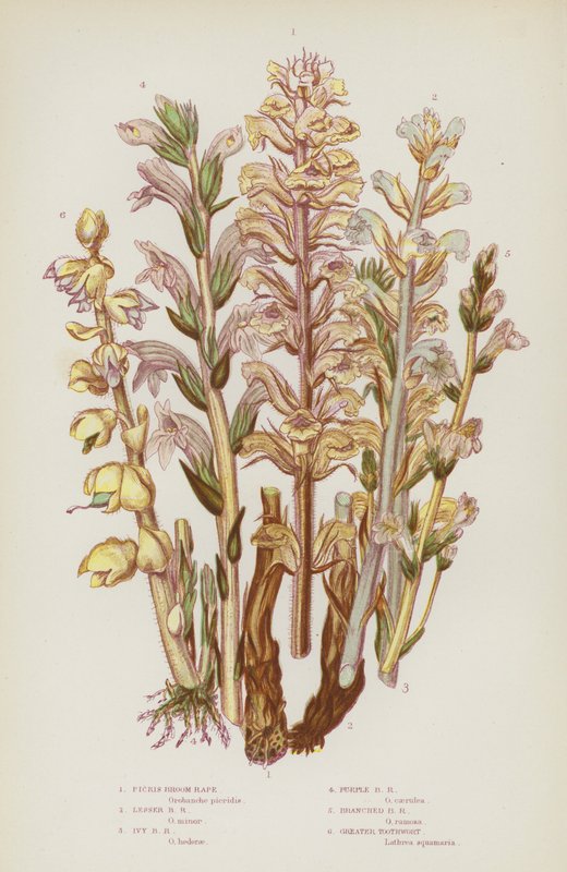 Plantas com flores da Grã-Bretanha: Erva-de-são-joão, erva-de-são-joão, erva-de-são-joão, erva-de-são-joão roxa, erva-de-são-joão ramificada, erva-de-são-joão (litografia a cores) de English School
