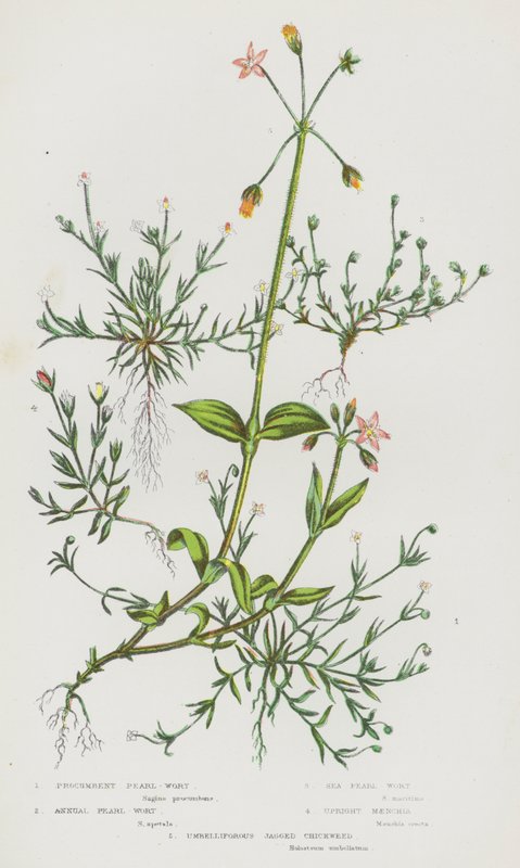 Plantas de floração da Grã-Bretanha: Procumbent Pearl-Wort, Anual Pearl-Wort, Sea Pearl-Wort, Upright Maenchia, Umbelliforous Jagged Chickweed (cor litho) de English School