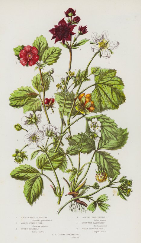 Plantas com flores da Grã-Bretanha: Sibbaldia Procumbente, Folha de Cinquefoil do Pântano, Amora de Pedra, Framboesa do Ártico, Framboesa da Montanha, Morango de Madeira, Morango de Hautboy (litografia a cores) de English School