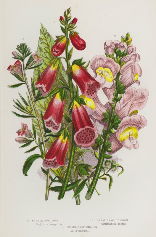 Plantas de floração da Grã-Bretanha: Foxglove roxo, Great Snap-Dragon, Lesser Snap-Dragon (cor litho) de English School