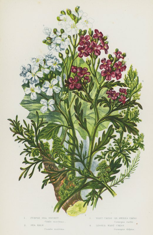 Plantas de floração da Grã-Bretanha: Foguetão Marinho Roxo, Couve Marinha, Agrião de Verrugem ou Agrião Suino, Agrião de Verrugem Menor (cor litho) de English School