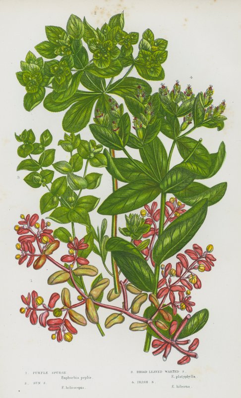 Plantas com flor da Grã-Bretanha: Esponja-roxa, Esponja-sol, Esponja-verruga de folhas largas, Esponja-irlandesa (litografia a cores) de English School