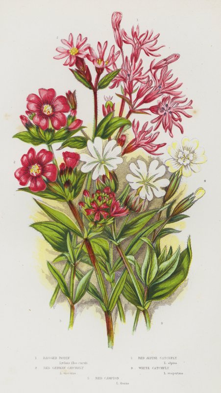 Plantas de floração da Grã-Bretanha: Robin Ragged, mosca vermelha alemã, mosca vermelha alpina, mosca branca, campion vermelho (cor litho) de English School
