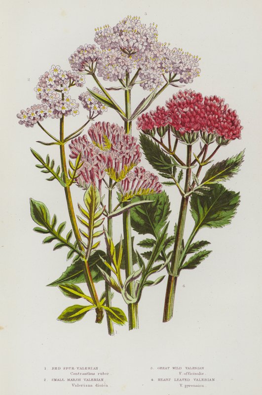 Plantas de floração da Grã-Bretanha: Valeriana do Esporão Vermelho, Valeriana do Pântano Pequeno, Valeriana da Grande Valeriana Selvagem, Valeriana do Coração Deixado (cor litho) de English School
