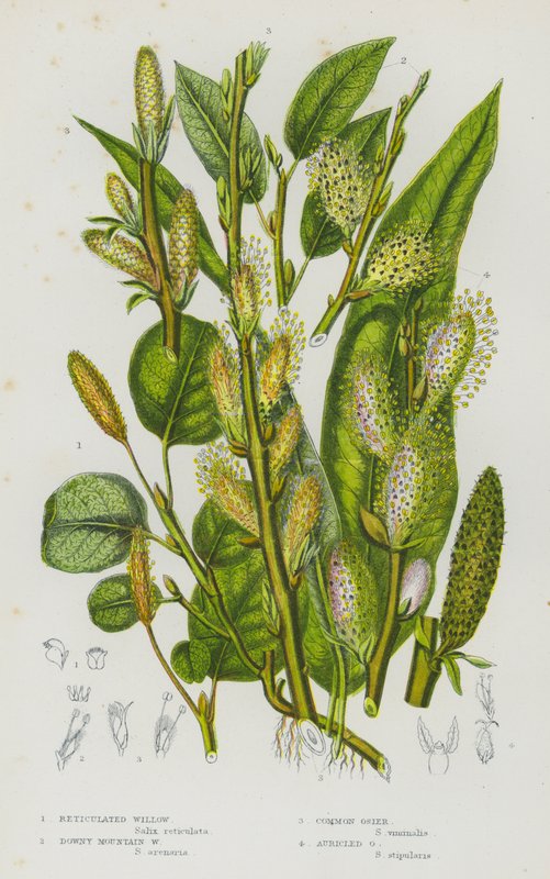 Plantas com flor da Grã-Bretanha: Salgueiro Reticulado, Salgueiro da Montanha Downy, Vime Comum, Vime Auricled (litografia a cores) de English School