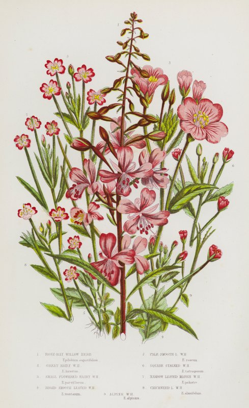 Plantas de floração da Grã-Bretanha: Erva de Salgueiro da Baía Rosa, Erva de Salgueiro Peludo, Pequena Erva de Salgueiro Peludo, Erva de Salgueiro Folhado Liso Largo, Erva de Salgueiro Folhado Liso Pálido, Erva de Salgueiro Perseguido Sqaure, Erva de Salgu de English School