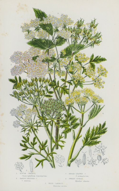 Plantas de floração da Grã-Bretanha: Cerefólio Áspero, Cerefólio de Frutos Tawny, Cerefólio Folhado, Cenoura Doce, Cenoura Selvagem (cor litho) de English School