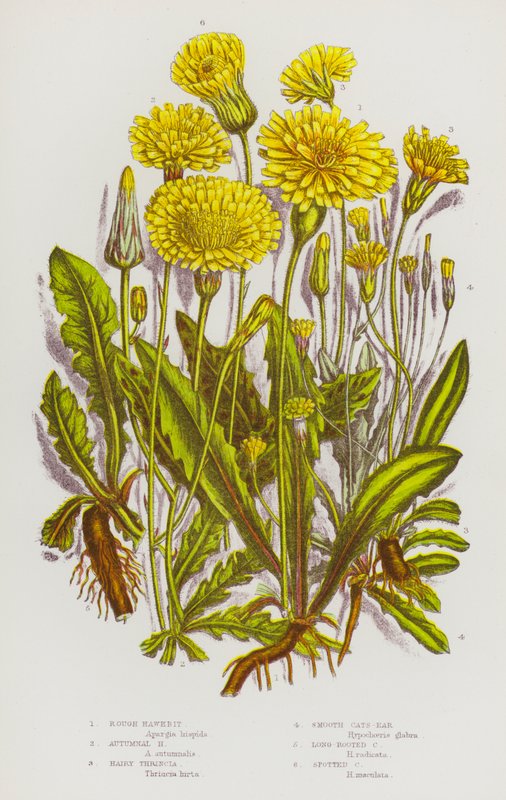 Plantas de floração da Grã-Bretanha: Gavião-grossudo, Gavião-grossudo de Outono, Thrincia Peluda, Ouvido Liso de Gatos, Ouvido de Gatos de Raiz Comprida, Ouvido de Gatos Manchado (cor litho) de English School