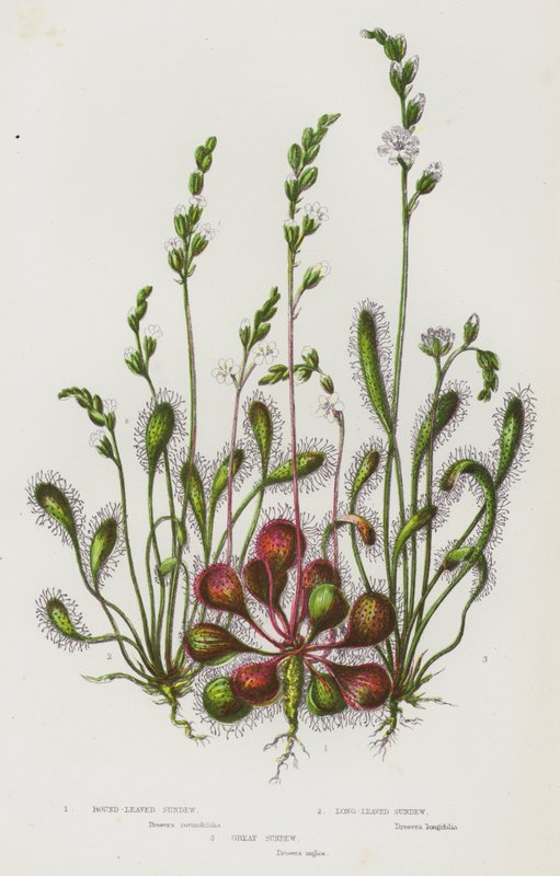 Plantas com flores da Grã-Bretanha: Sundew de folhas redondas, Sundew de folhas longas, Sundew grande (litografia a cores) de English School