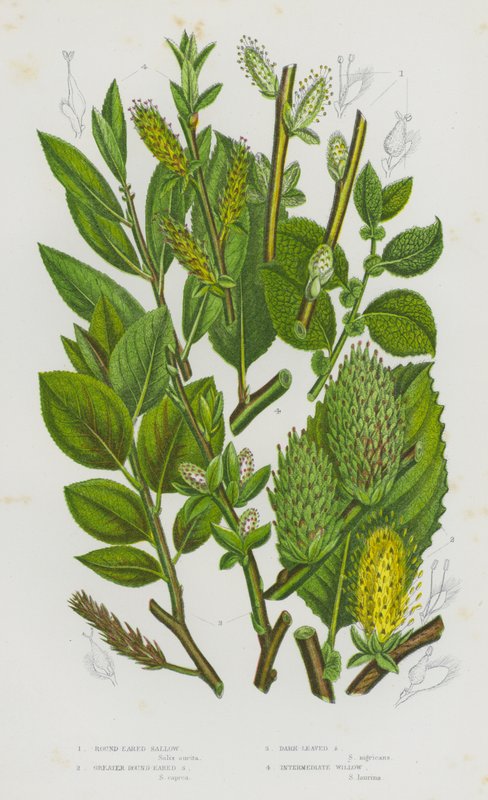 Plantas com flor da Grã-Bretanha: Sebo de orelha redonda, sebo de orelha redonda maior, sebo de folhas escuras, salgueiro intermédio (litografia a cores) de English School