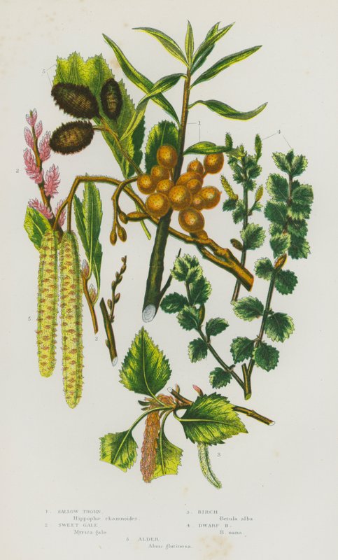 Plantas com flor da Grã-Bretanha: Espinheiro-alvar, Galego doce, Bétula, Bétula anã, Amieiro (litografia a cores) de English School