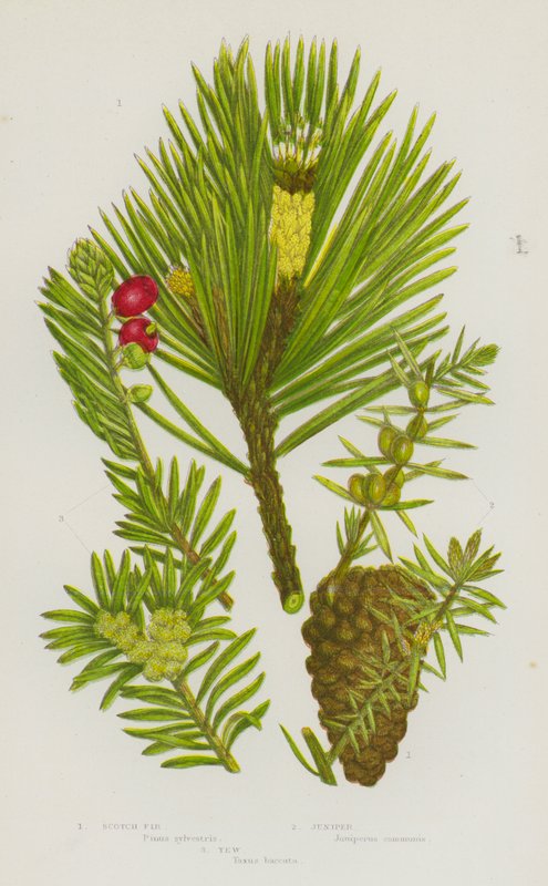 Plantas de floração da Grã-Bretanha: Scotch Fir, Juniper, Yew (cor litho) de English School