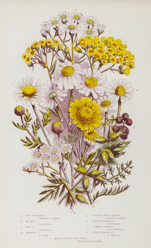 Plantas de floração da Grã-Bretanha: Camomila Marinha, Camomila de Olho de Boi, Camomila de Milho, Camomila Fedorenta, Espirro de Mosto, Milfólio, Milfólio Comum, Milfólio Amarelo Lanoso, Milfólio Laranja (cor litho) de English School