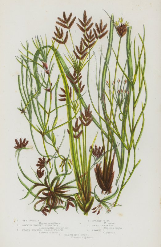 Plantas floridas da Grã-Bretanha: Ruppia marinha, erva daninha de lago com chifres, erva daninha de folhas largas, erva daninha anã, Cyperus doce, Cyperus castanho, junco preto do pântano (litografia a cores) de English School