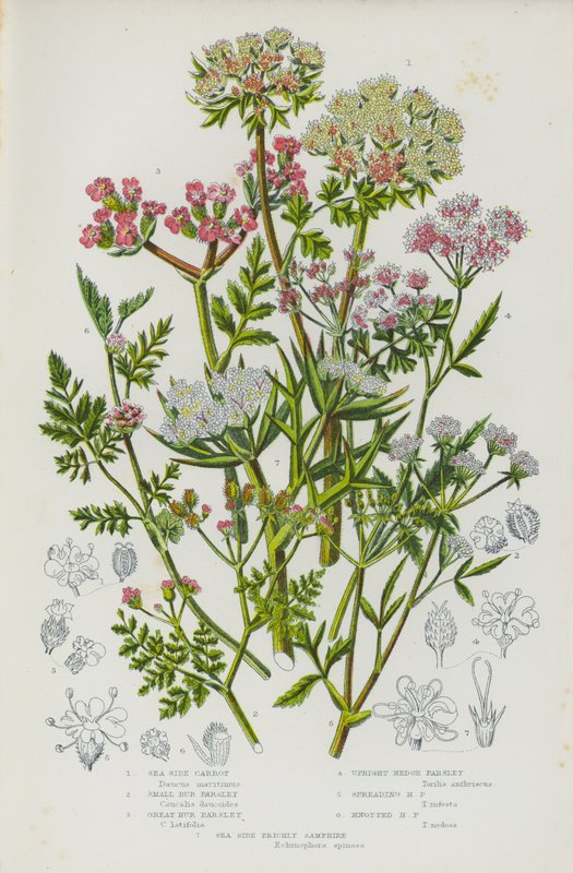 Plantas com flores da Grã-Bretanha: Cenoura à beira-mar, salsa pequena, salsa grande, salsa de sebe vertical, salsa de sebe que se espalha, salsa de sebe com nós, salsinha espinhosa à beira-mar (litografia a cores) de English School