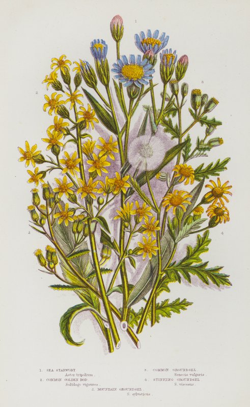 Plantas de floração da Grã-Bretanha: Estrelinha-do-mar, Varão dourado comum, Doninha-do-mar comum, Doninha-do-mar fedorenta, Doninha-do-monte (cor litho) de English School