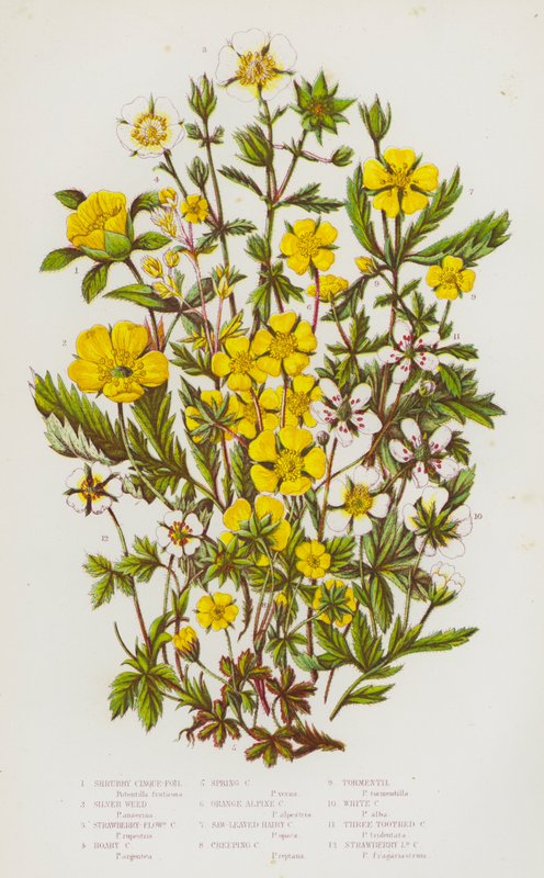 Plantas com flor da Grã-Bretanha: Cinque-folha arbustiva, Erva-prateada, Cinque-folha com flor de morango, Cinque-folha de Hoary, Cinque-folha primaveril, Cinque-folha alpina laranja, Cinque-folha peluda com folhas de serra, Cinque-folha rasteira, Tormenti de English School