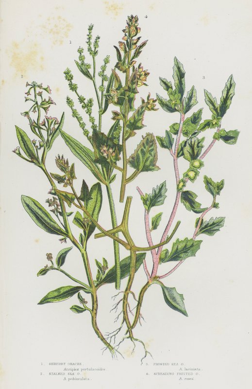 Plantas com flores da Grã-Bretanha: Orache arbustivo, Orache do mar com pedúnculos, Orache do mar fosco, Orache com frutos espalhados (litografia a cores) de English School