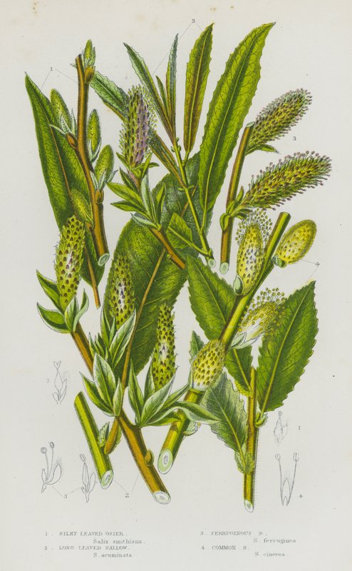 Plantas com flor da Grã-Bretanha: Vime de Folhas Sedosas, Sebo de Folhas Longas, Sebo Ferruginoso, Sebo Comum (litografia a cores) de English School