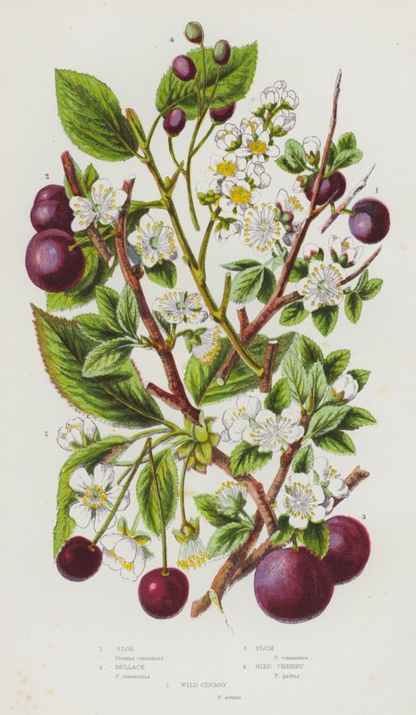 Plantas de floração da Grã-Bretanha: Sloe, Bullace, Ameixa, Cerejeira, Cerejeira Selvagem (cor litho) de English School