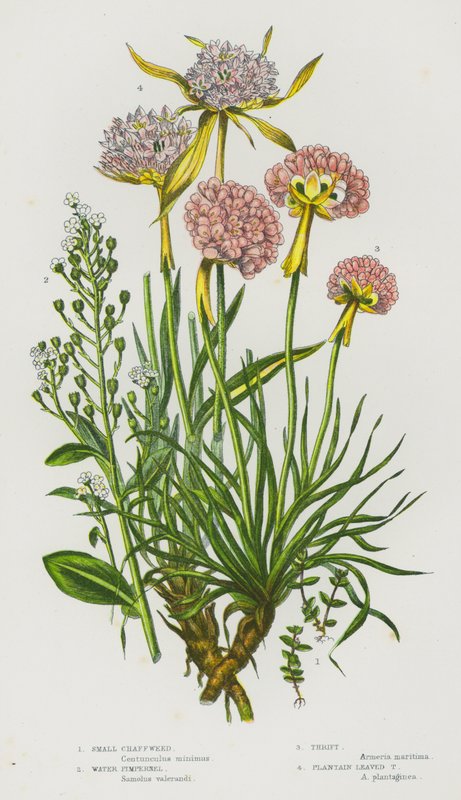 Plantas de floração da Grã-Bretanha: Pequeno Chaffweed, Water Pimpernel, Thrift, Plantain Leaved Thrift (cor litho) de English School