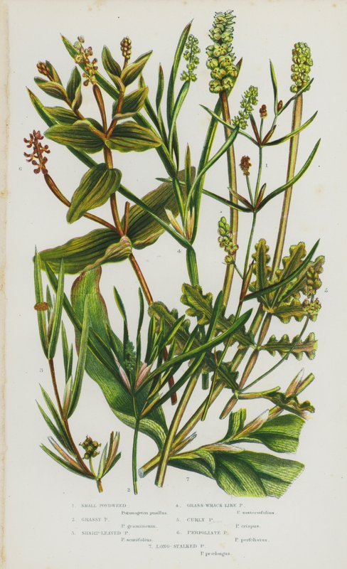 Plantas de floração da Grã-Bretanha: Algas de Lagoas Pequenas, Algas de Lagoas Passivas, Algas de Lagoas Aguçadas, Algas de Lagoas Passivas, Algas de Lago Curvilíneas, Algas de Lago Perfoliadas, Algas de Lagoas de Fala Longa (cor litho) de English School