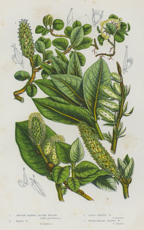 Plantas de floração da Grã-Bretanha: Salgueiro bravo dos Alpes, salgueiro-branco, salgueiro-branco, salgueiro-branco liso (cor litho) de English School