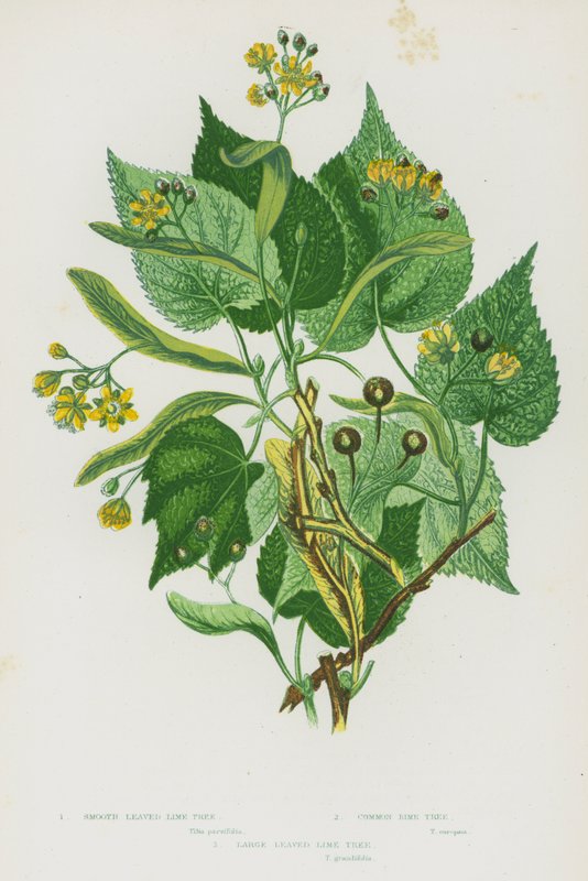 Plantas de floração da Grã-Bretanha: Tília Folhada Lisa, Tília Comum, Tília Grande Folhada (cor litho) de English School