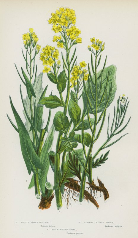Plantas de floração da Grã-Bretanha: Mostarda de Torre Lisa, Agrião de Inverno Comum, Agrião de Inverno Inicial (cor litho) de English School