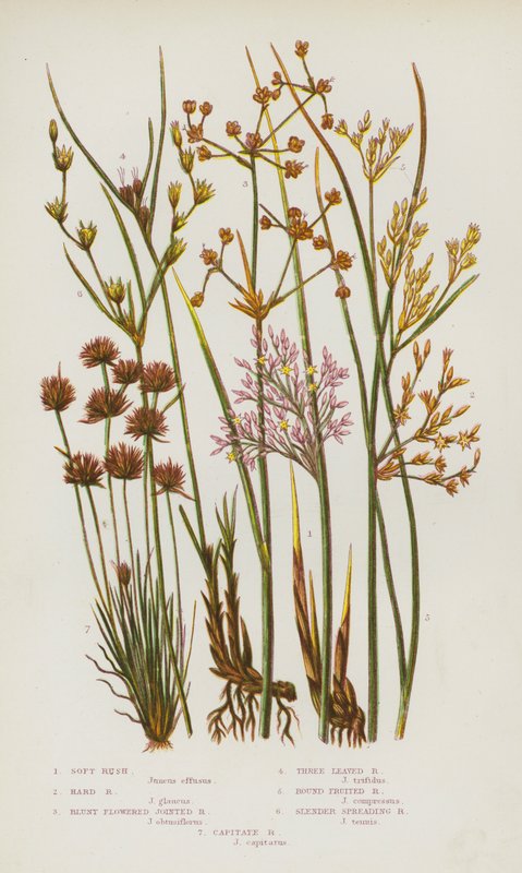 Plantas de floração da Grã-Bretanha: Rush Suave, Rush Duro, Blunt Flowered Jointed Rush, Three Leaved Rush, Round Fruited Rush, Slender Spreading Rush, Capitate Rush (cor litho) de English School
