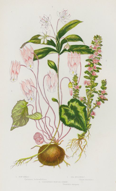 Plantas com flores da Grã-Bretanha: Pão de semente, Milkwort do mar, Chickweed Winter Green (litografia a cores) de English School