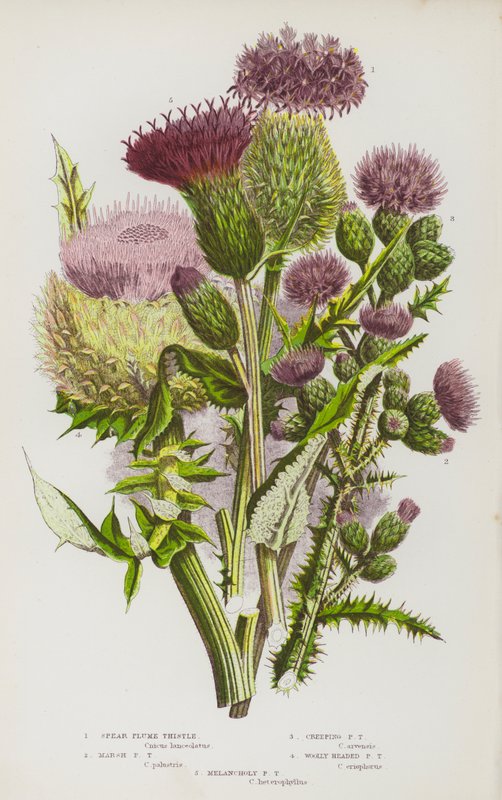 Plantas floridas da Grã-Bretanha: Cardo Pluma Lança, Cardo Pluma do Pântano, Cardo Pluma Rastejante, Cardo Pluma Cabeça de Lã, Cardo Pluma Melancólico (litografia a cores) de English School